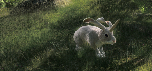 2015_04_non_typical_rabbit_1
